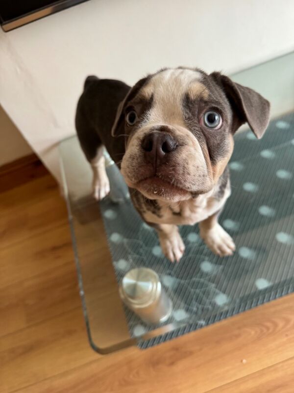 Fluffy french bulldogs