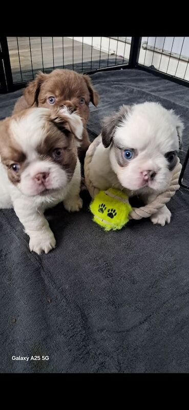 Fluffy french bulldogs for sale in Newtownards, County Down