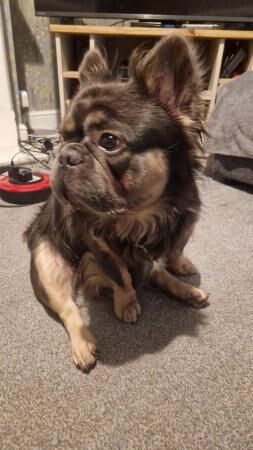 Fluffy Frenchie for sale in Stoke-on-Trent, Staffordshire