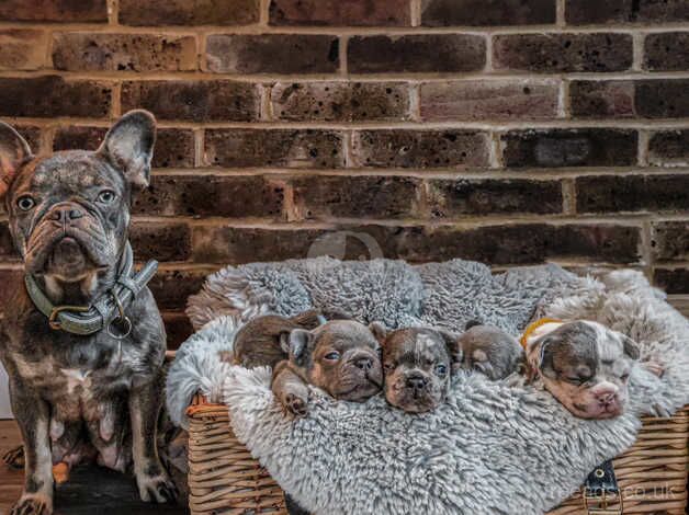 Fluffy frenchie for sale in Southampton, Hampshire