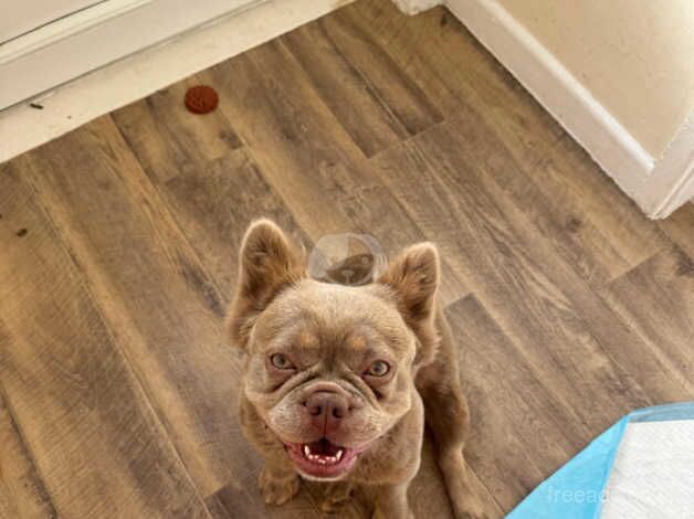 Fluffy frenchie for sale in Swansea