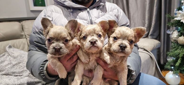 Fluffy Frenchie puppies for sale in Seven Sisters/Blaendulais, Neath Port Talbot