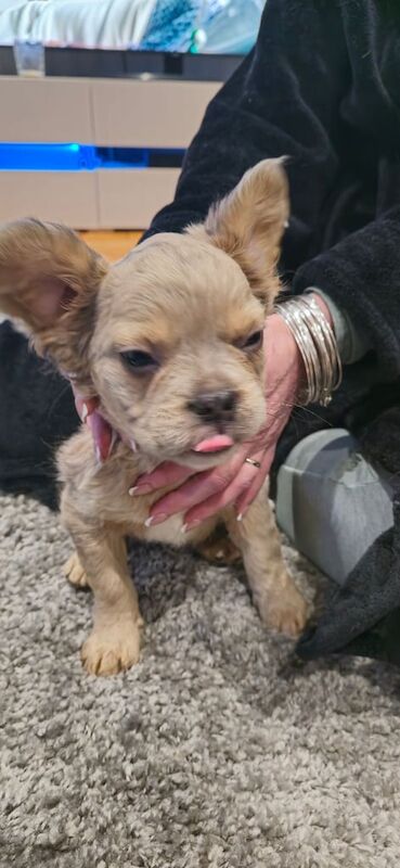 Fluffy Frenchie puppies for sale in Seven Sisters/Blaendulais, Neath Port Talbot - Image 2