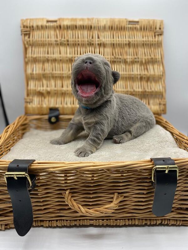 Fluffy Frenchies for sale in Rayleigh, Essex - Image 2