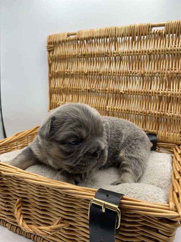 Fluffy Frenchies for sale in Rayleigh, Essex - Image 3