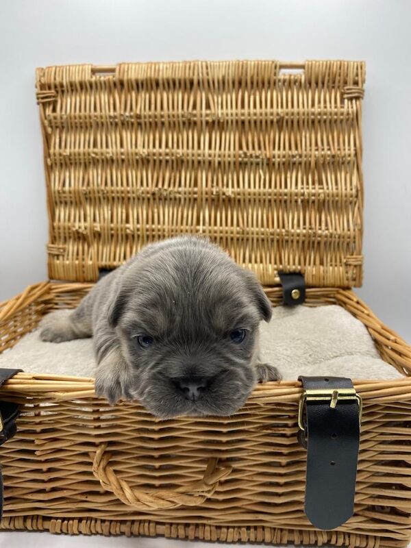 Fluffy Frenchies for sale in Rayleigh, Essex - Image 4