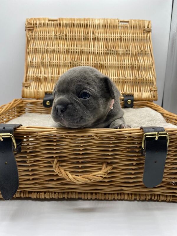 Fluffy Frenchies for sale in Rayleigh, Essex - Image 5