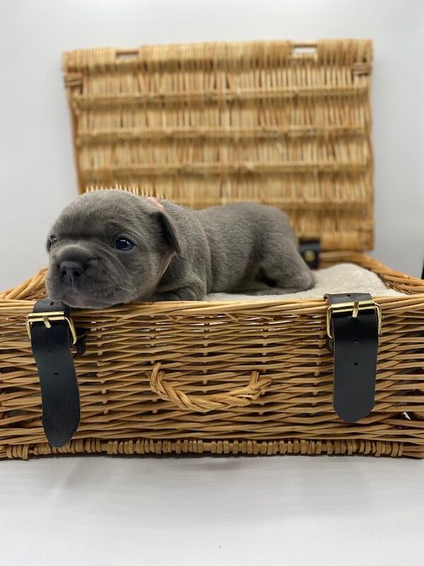 Fluffy Frenchies for sale in Rayleigh, Essex - Image 6