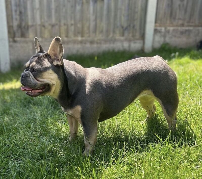 Fluffy Frenchies for sale in Rayleigh, Essex - Image 7