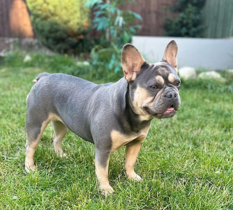 Fluffy Frenchies for sale in Rayleigh, Essex - Image 8