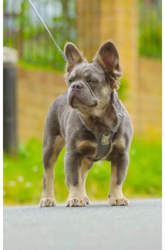 Fluffy Frenchies for sale in Rayleigh, Essex - Image 9