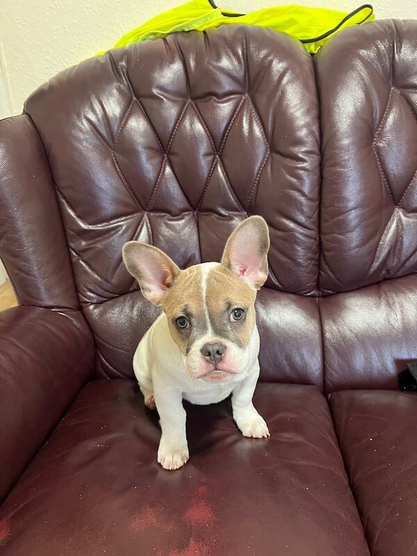 For sale French bulldog for sale in Burton upon Trent, Staffordshire