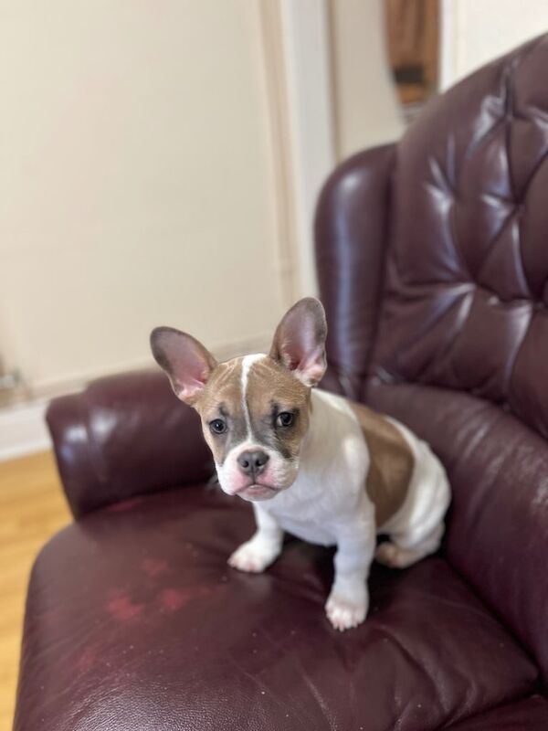 For sale French bulldog for sale in Burton upon Trent, Staffordshire - Image 2