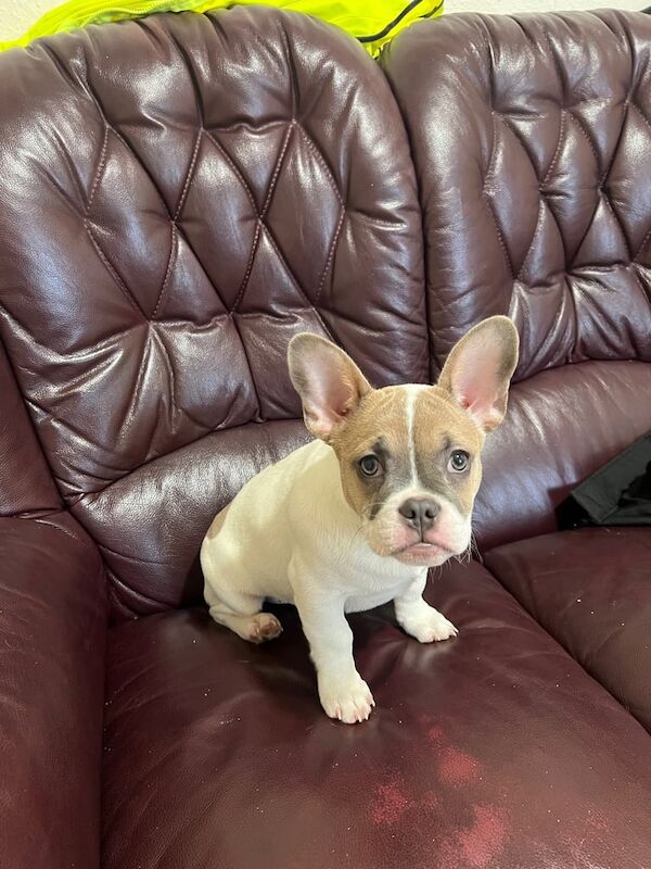 For sale French bulldog for sale in Burton upon Trent, Staffordshire - Image 3