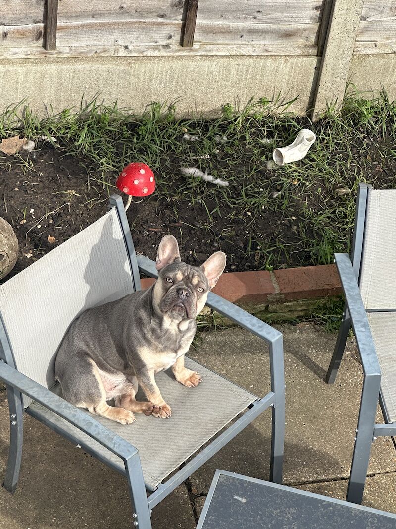 For sale male French bulldog for sale in Reading, Berkshire