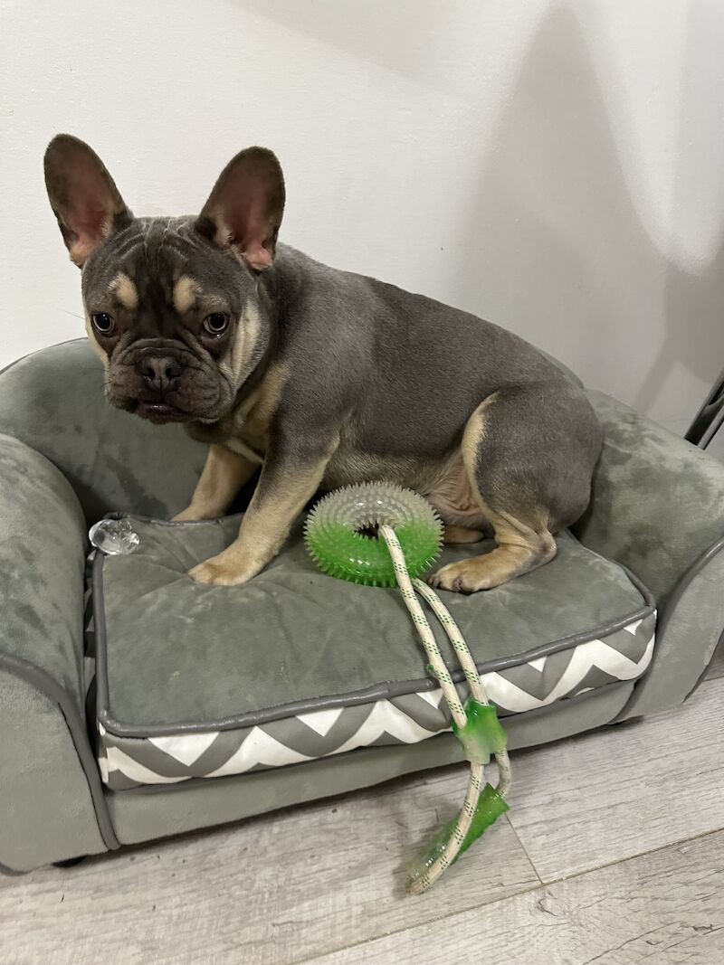 For sale male French bulldog for sale in Reading, Berkshire - Image 2