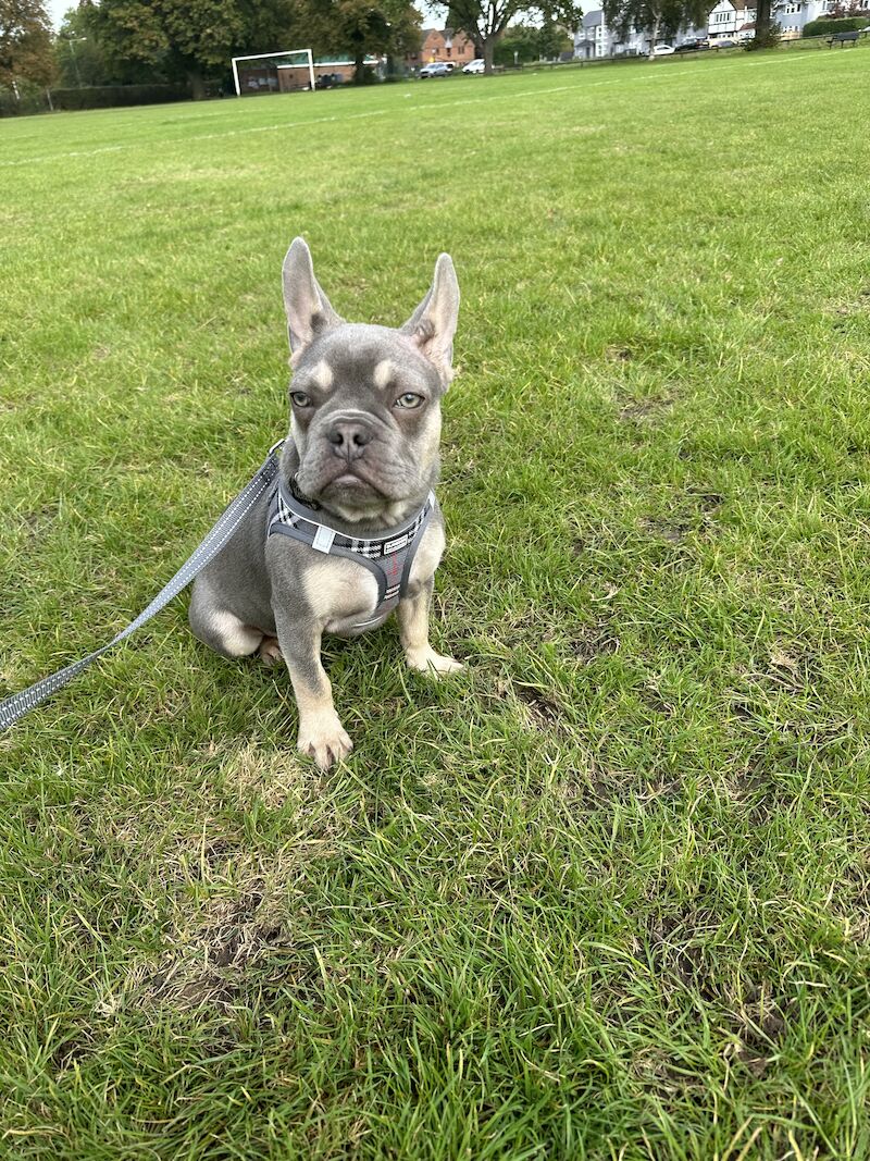 For sale male French bulldog for sale in Reading, Berkshire - Image 3