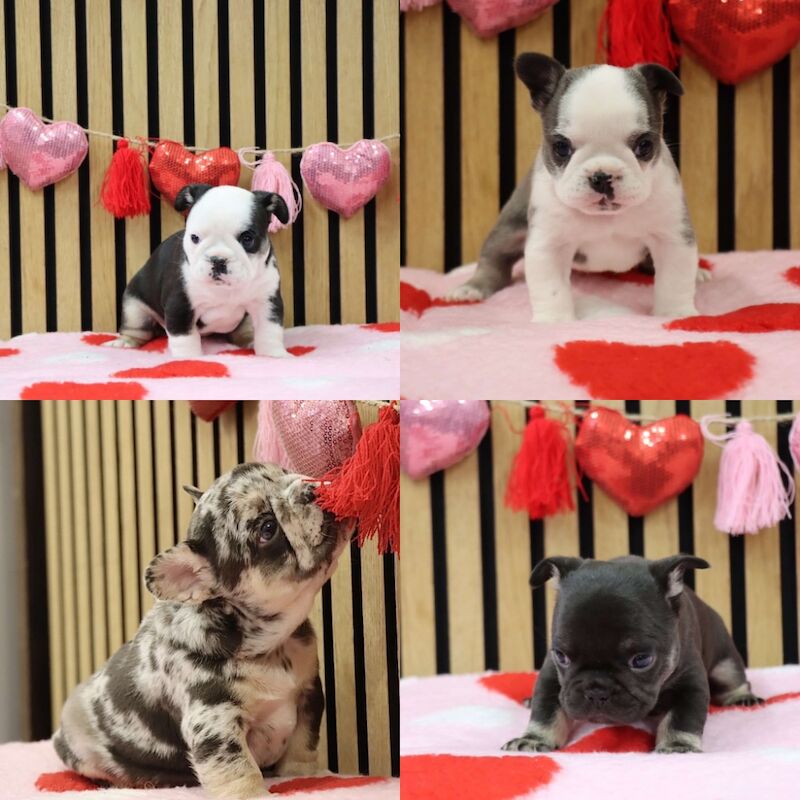 Four French Bulldog Puppies for Sale in Brighouse, West Yorkshire