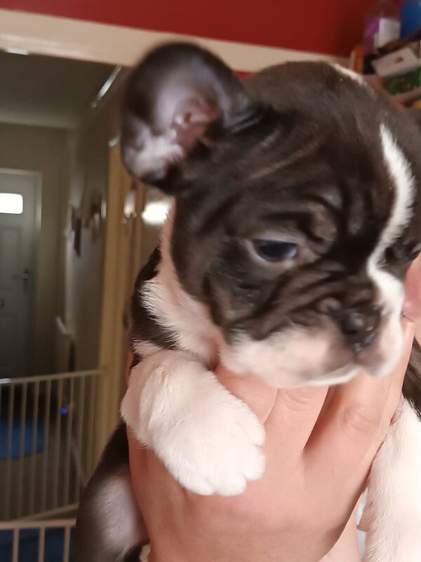 France bulldog puppies for sale in Faversham, Kent - Image 3