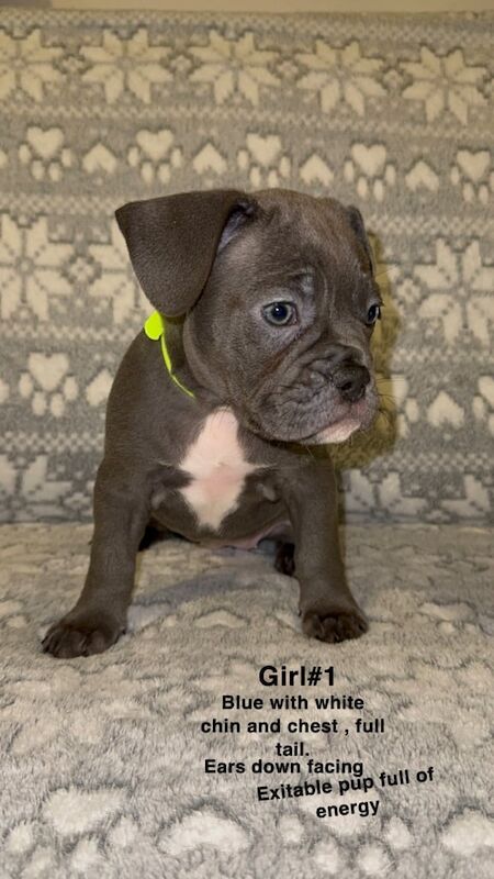 French and English bulldog pups for sale in Edinburgh, City of Edinburgh