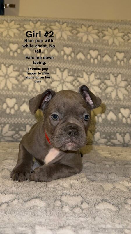 French and English bulldog pups for sale in Edinburgh, City of Edinburgh - Image 2