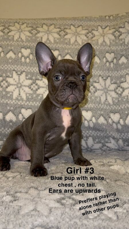 French and English bulldog pups for sale in Edinburgh, City of Edinburgh - Image 3