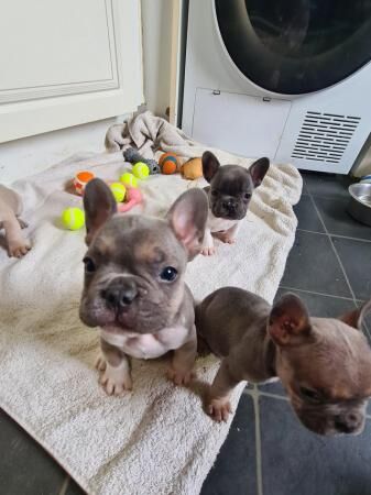 French bull dog puppies for sale in Shotton, Flintshire