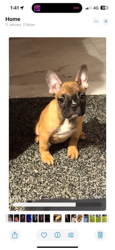 French bull dog Puppy for sale in Clydebank, Dunbartonshire