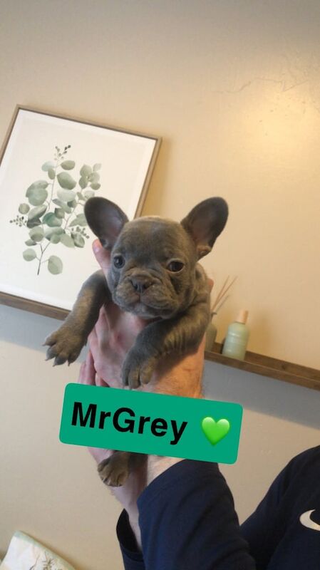 French bull dogs 🐶 for sale in Sunderland, Tyne and Wear