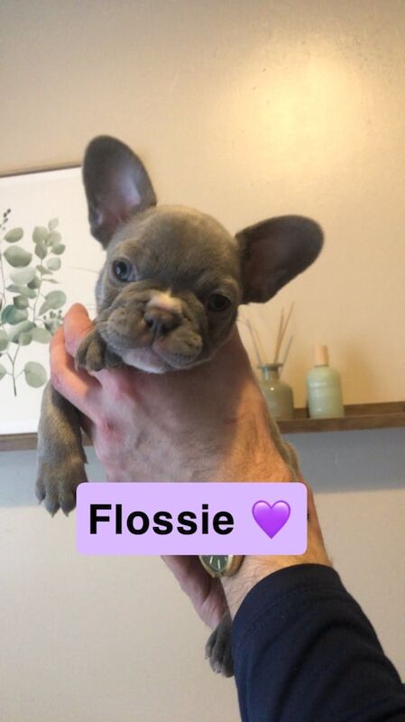 French bull dogs 🐶 for sale in Sunderland, Tyne and Wear - Image 2