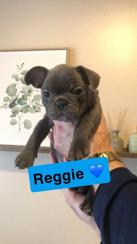 French bull dogs 🐶 for sale in Sunderland, Tyne and Wear - Image 3