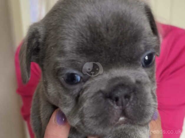 French bull dogs for sale in Bishop's Hull, Somerset