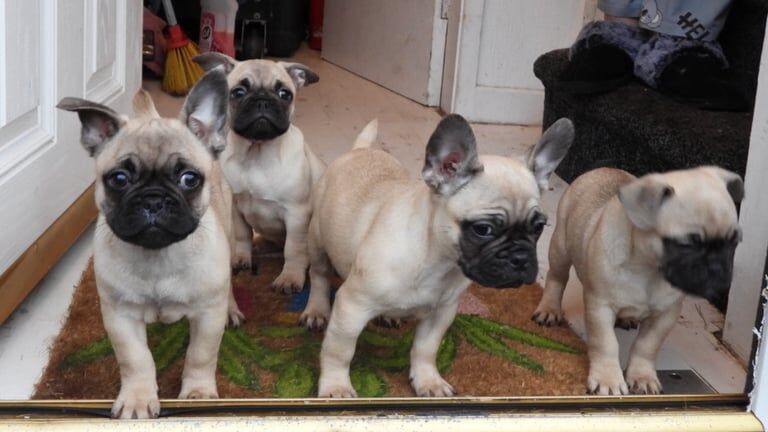 french bull dogs x (frug) for sale in Blackley, Greater Manchester