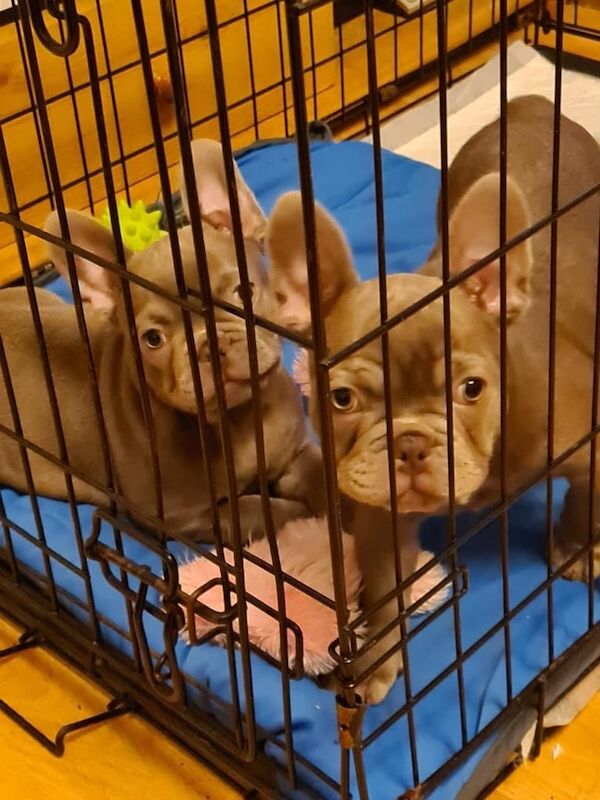 French Bull Pups (12 weeks old) for sale in East End, East Riding of Yorkshire