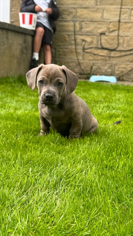 french bull weiner boy (reduced!) £300 for sale in Bradford, West Yorkshire