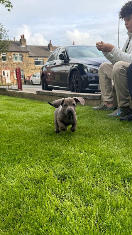 french bull weiner boy (reduced!) £300 for sale in Bradford, West Yorkshire - Image 2