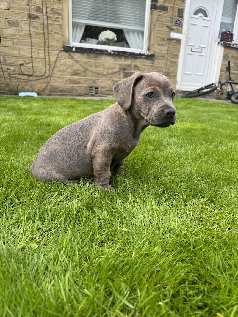 french bull weiner boy (reduced!) £300 for sale in Bradford, West Yorkshire - Image 3