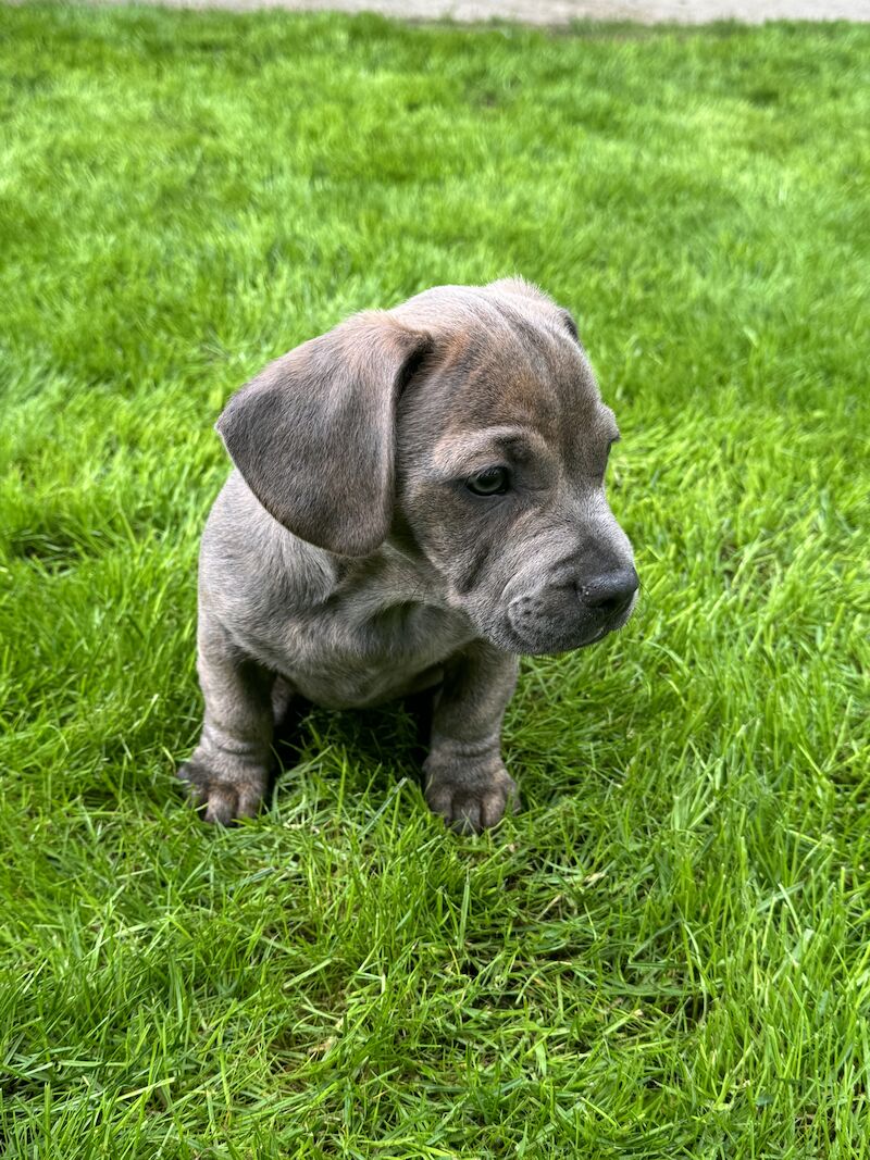 french bull weiner boy (reduced!) £300 for sale in Bradford, West Yorkshire - Image 4