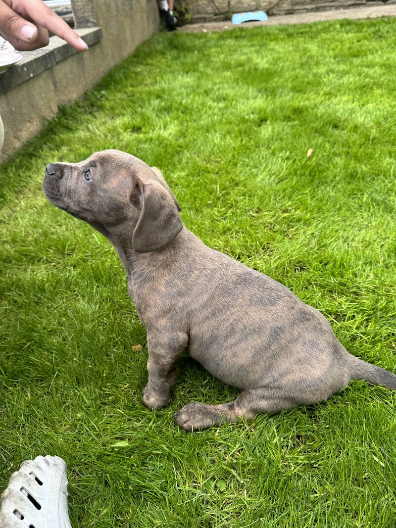 french bull weiner boy (reduced!) £300 for sale in Bradford, West Yorkshire - Image 6