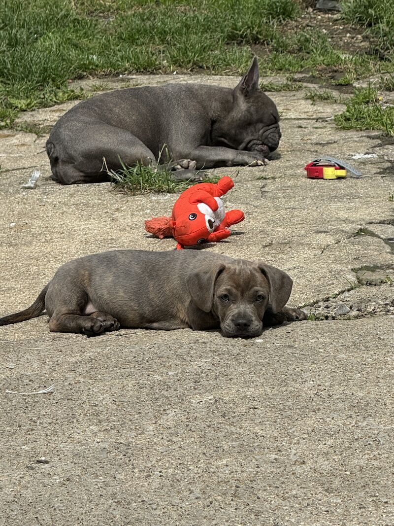 french bull weiner boy (reduced!) £300 for sale in Bradford, West Yorkshire - Image 7