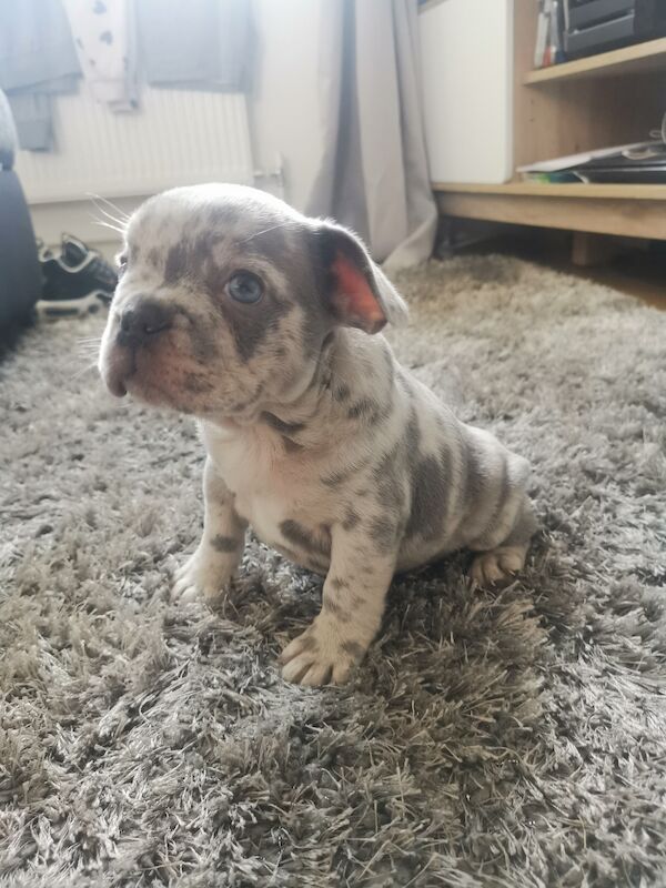 French bulldog for sale in Coventry, West Midlands