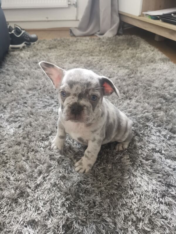 French bulldog for sale in Coventry, West Midlands - Image 2