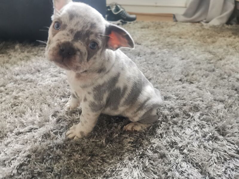 French bulldog for sale in Coventry, West Midlands - Image 3