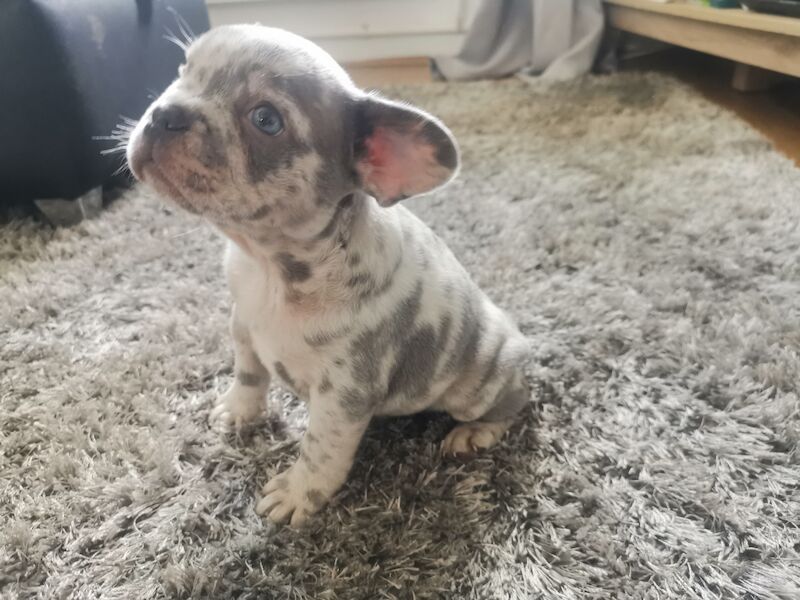 French bulldog for sale in Coventry, West Midlands - Image 4