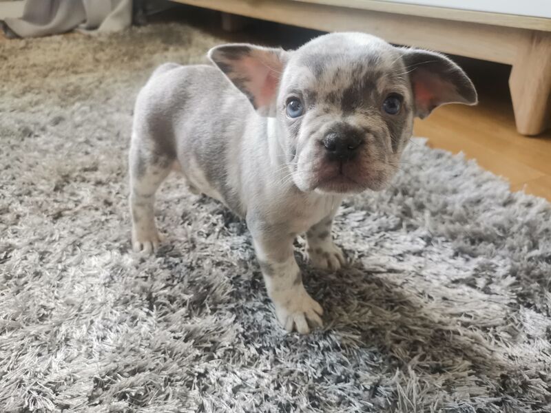 French bulldog for sale in Coventry, West Midlands - Image 5