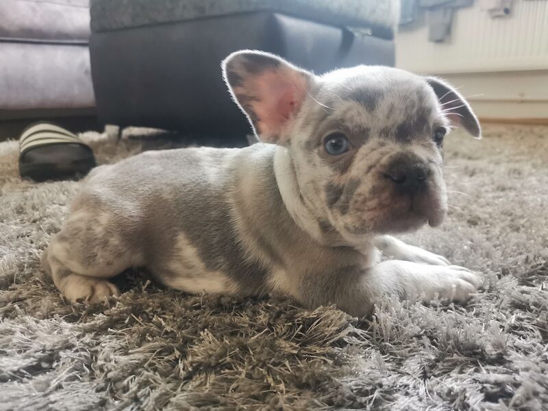 French bulldog for sale in Coventry, West Midlands - Image 7