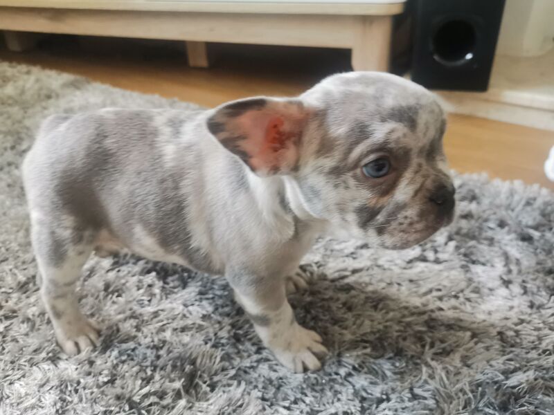 French bulldog for sale in Coventry, West Midlands - Image 8