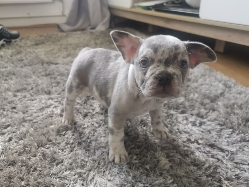 French bulldog for sale in Coventry, West Midlands - Image 9