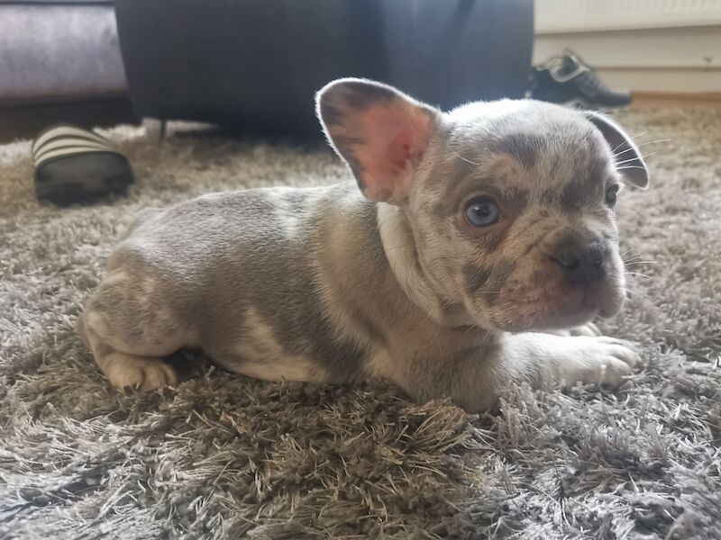 French bulldog for sale in Coventry, West Midlands - Image 10