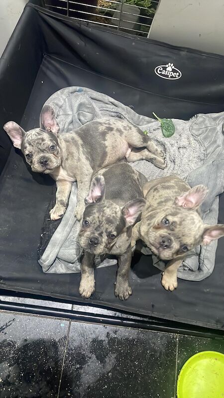 French bulldog for sale in Manchester, Greater Manchester